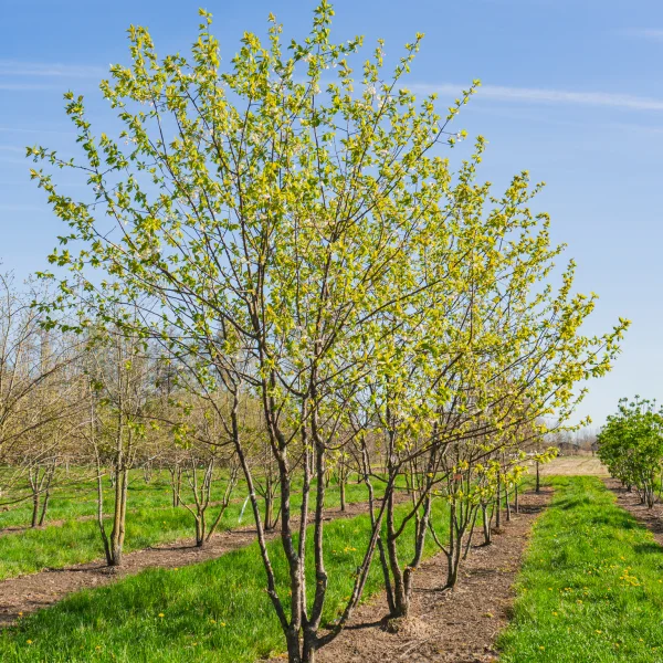 Prunus 'Mahogany Lustre' &ndash; Sierkers (cv)