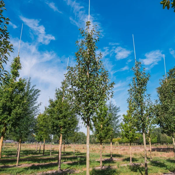 Prunus padus 'Watereri' &ndash; Vogelkers (cv)