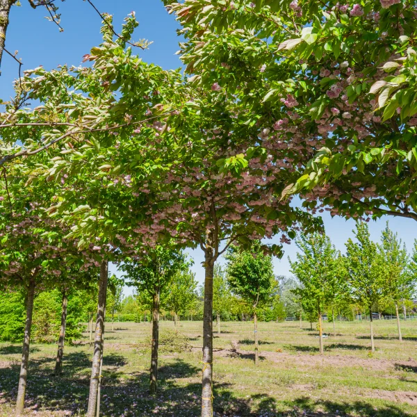 Prunus serrulata 'Fugenzo' &ndash; Sierkers (cv)