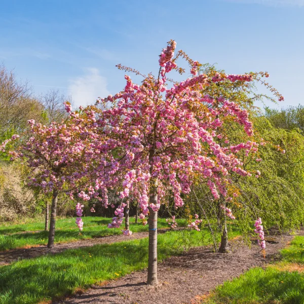 Prunus 'Kiku-shidare-zakura' &ndash; Treursierkers