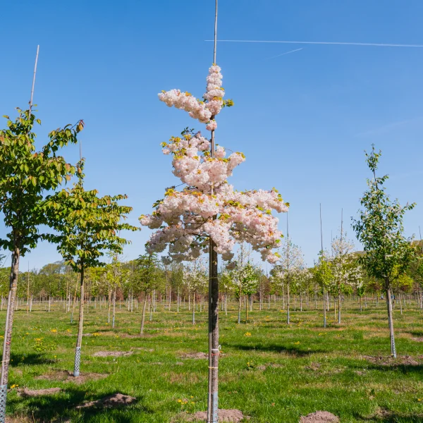 Prunus serrulata 'Shôgetsu' &ndash; Sierkers (cv)