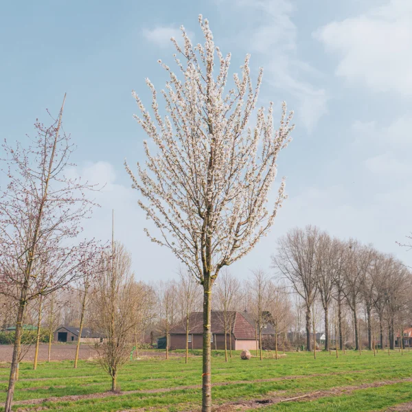Prunus 'Umineko' &ndash; Sierkers (cv)