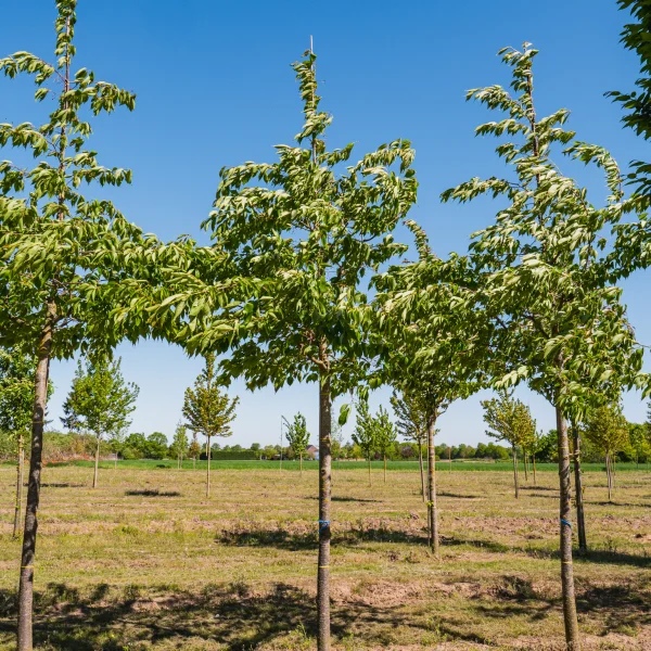 Prunus serrulata 'Shirotae' &ndash; Sierkers (cv)