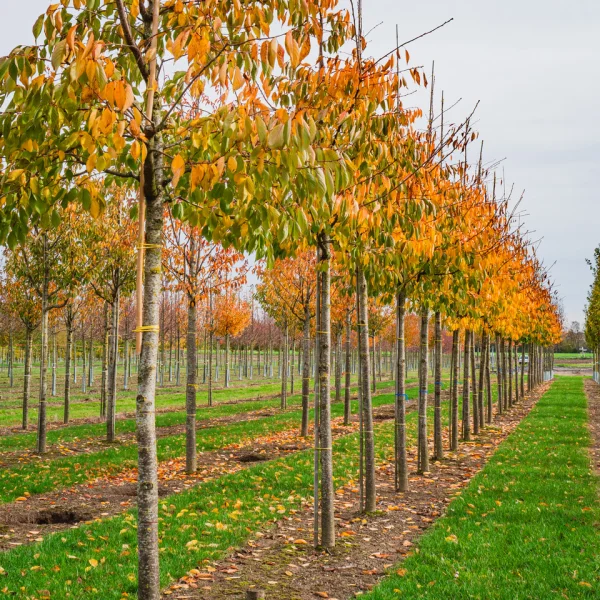 Prunus serrulata 'Shirotae' &ndash; Sierkers (cv)