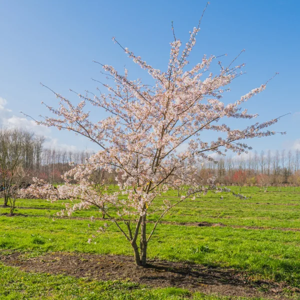 Prunus ×yedoensis &ndash; Sierkers