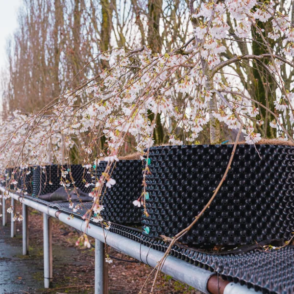 Prunus ×yedoensis 'Ivensii' &ndash; Sierkers (cv)