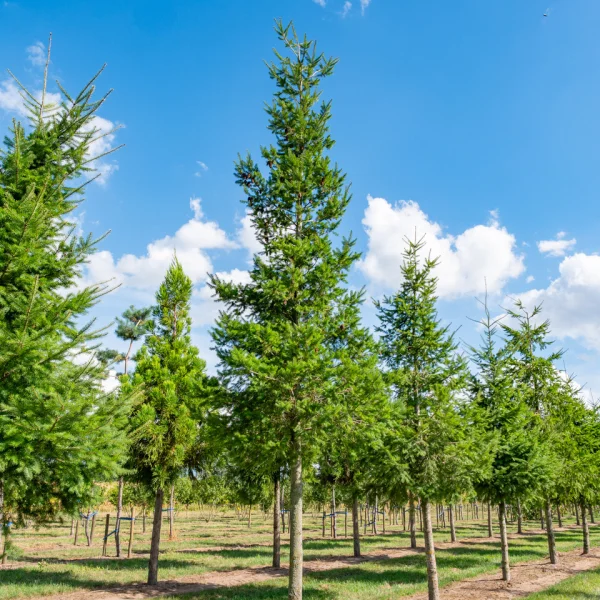 Pseudotsuga menziesii &ndash; Douglasspar