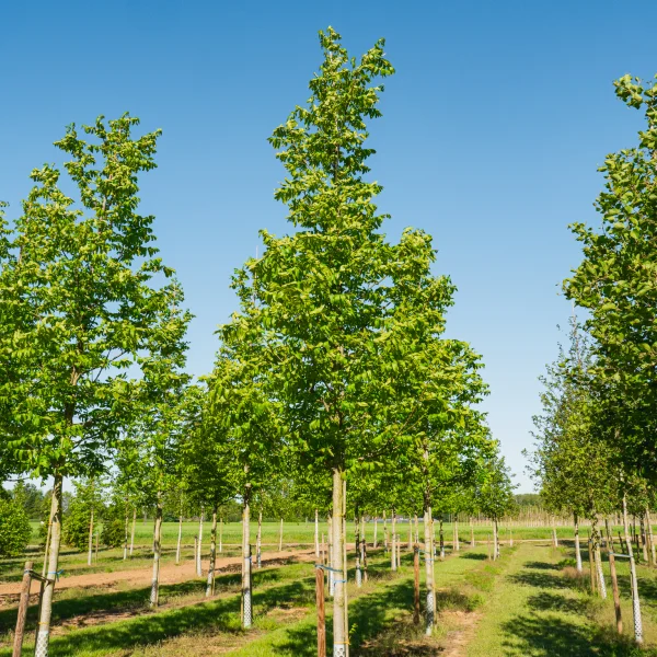 Pterocarya fraxinifolia 'Heereplein' &ndash; Vleugelnoot (cv)
