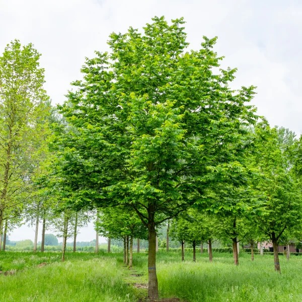 Pterocarya fraxinifolia &ndash; Gewone vleugelnoot