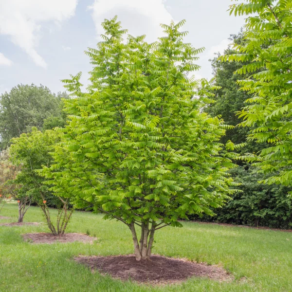 Pterocarya stenoptera &ndash; Chinese vleugelnoot