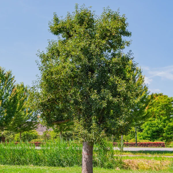 Pyrus communis 'Charneux'