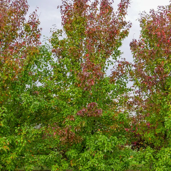 Pyrus calleryana 'Redspire' &ndash; Sierpeer (cv)