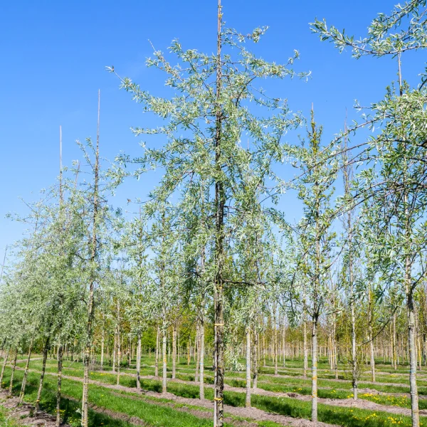 Pyrus salicifolia 'Pendula' &ndash; Wilgbladige treurpeer (sierpeer)