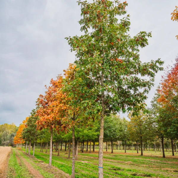 Quercus alba &ndash; Witte eik