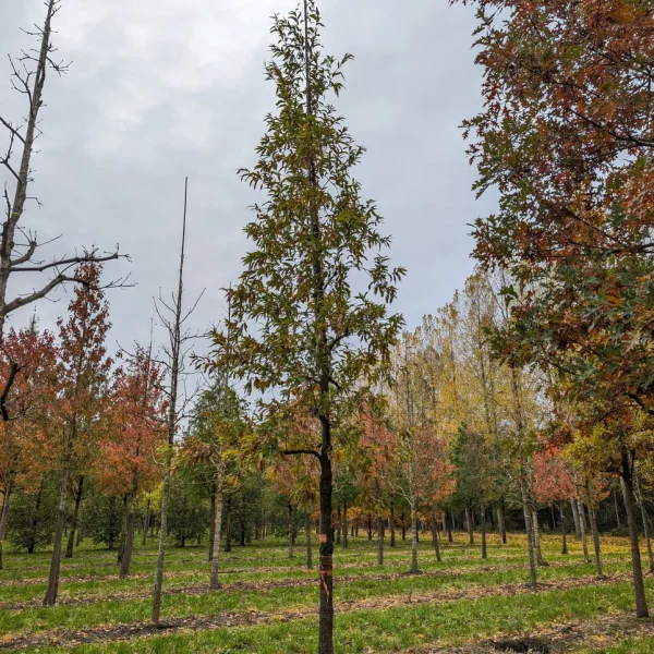 Quercus castaneifolia &ndash; Kastanjebladige eik