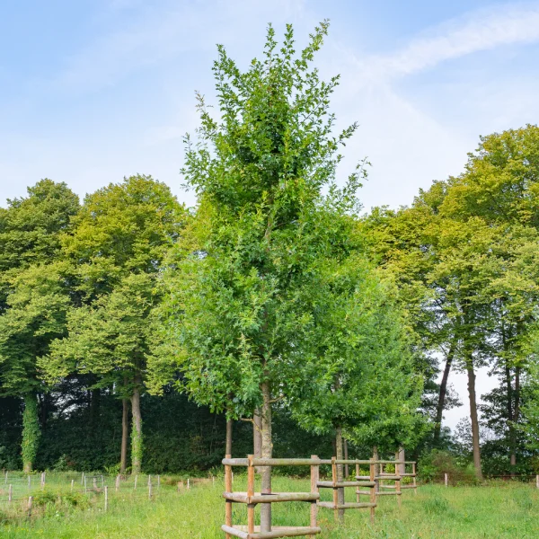 Quercus coccinea 'Splendens' &ndash; Scharlaken eik (cv)
