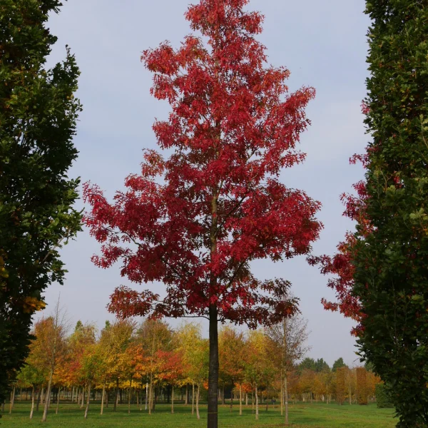 Quercus coccinea 'Splendens' &ndash; Scharlaken eik (cv)