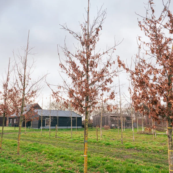 Quercus 'Garden Brilliant'