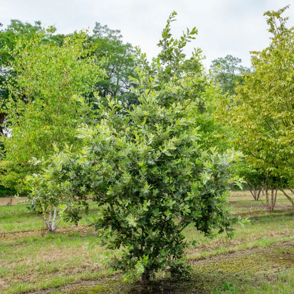 Quercus ithaburensis 'Hemelrijk Silver'