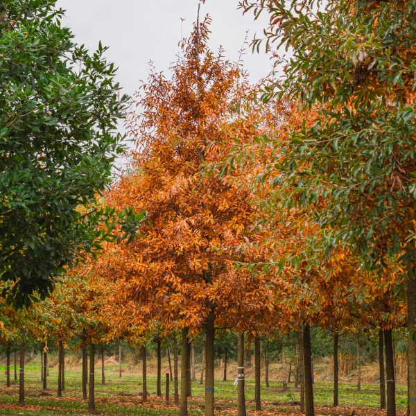 Quercus imbricaria &ndash; Dakspaaneik