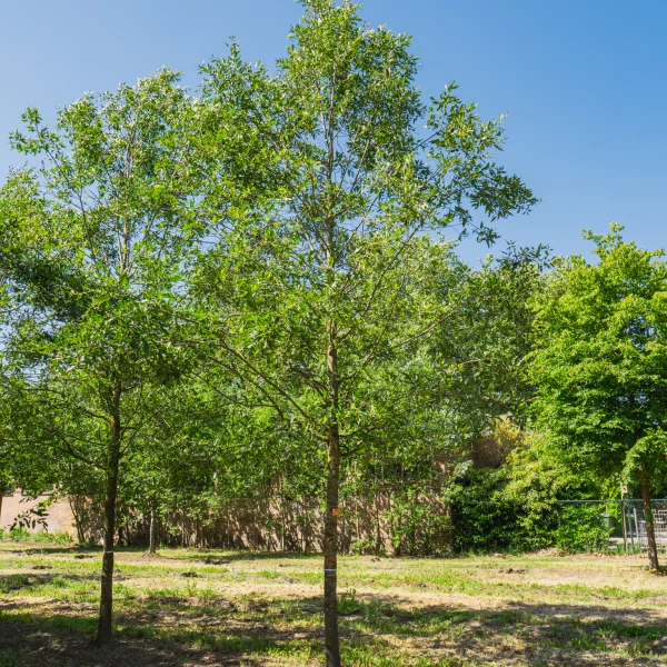Quercus libani 'Angustfolia' &ndash; Libanon eik (cv)