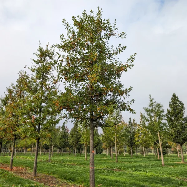 Quercus nuttallii