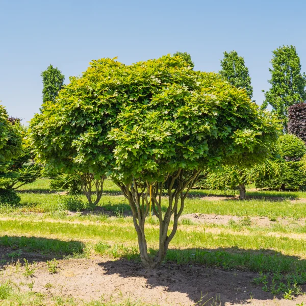 Quercus palustris 'Green Dwarf' &ndash; Bol-moeraseik (cv)