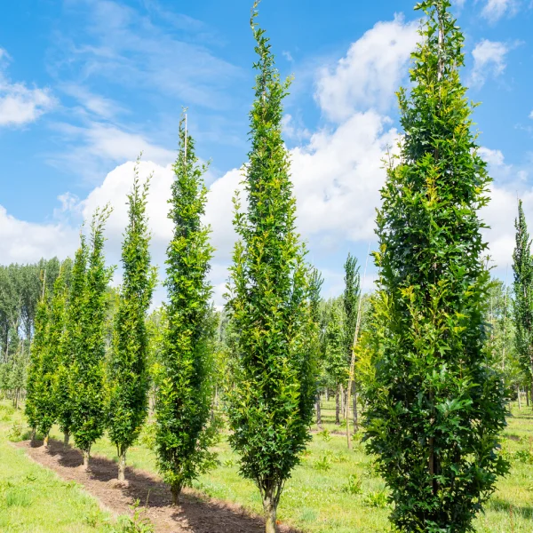 Quercus palustris GREEN PILLAR ('Pringreen') &ndash; Zuil-moeraseik (cv)