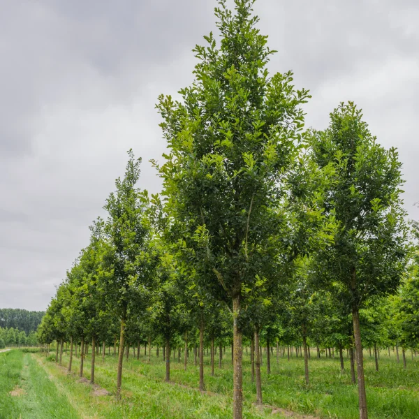 Quercus petraea 'Ryan'