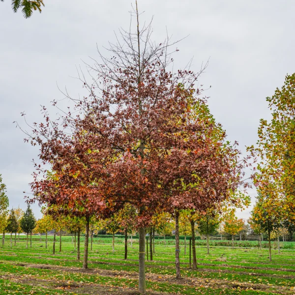 Quercus palustris TREEVOLUTION® 'Woodside Splendor' &ndash; Moeraseik (cv)
