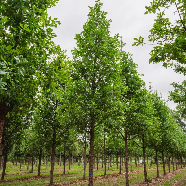 Quercus ×macdanielii HERITAGE ('Clemons')