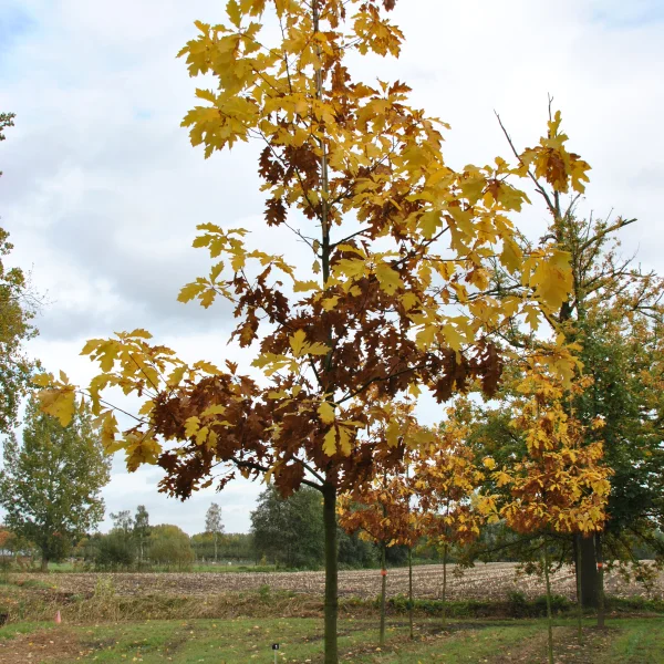 Quercus rubra 'Magic Fire' &ndash; Amerikaanse eik (cv)