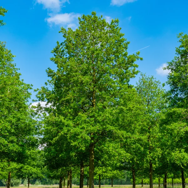 Quercus robur – Zomereik, Inlandse eik