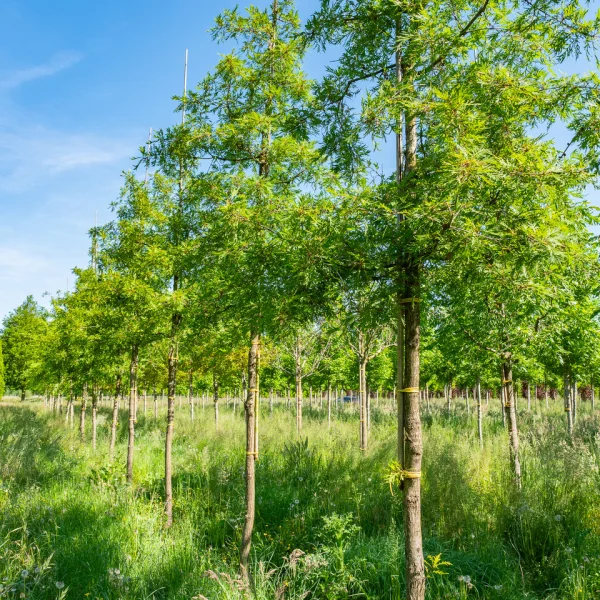 Quercus robur 'Pectinata' &ndash; Zomereik (cv), Inlandse eik (cv)