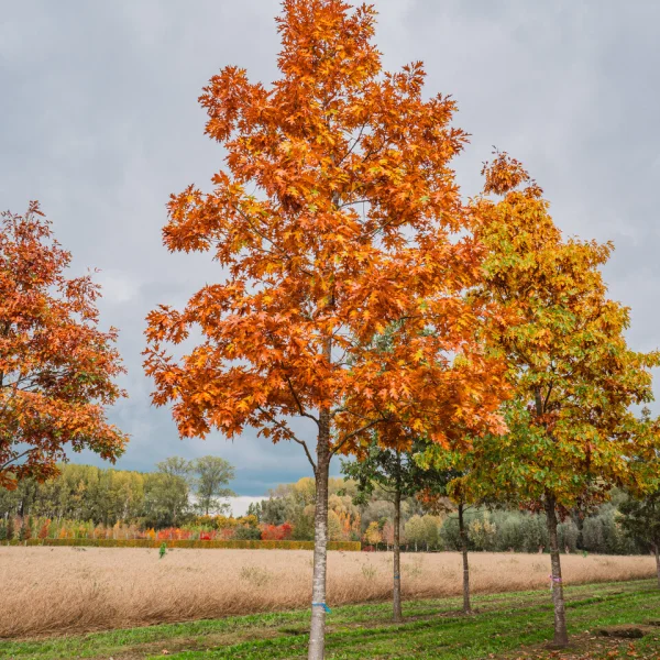 Quercus rubra &ndash; Amerikaanse eik