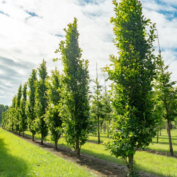 Quercus ×warei 'Wind Candle'