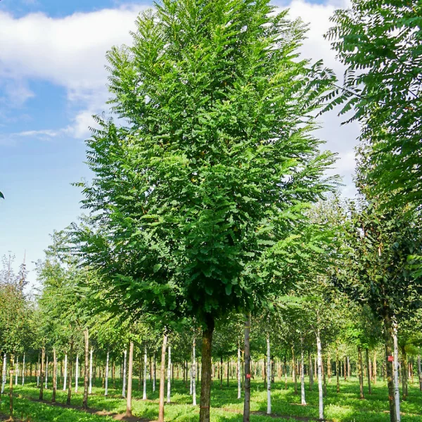 Robinia pseudoacacia 'Bessoniana' &ndash; Acacia (cv)