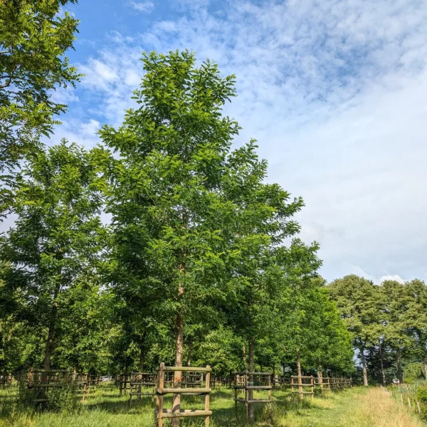Robinia pseudoacacia 'Nyirségi' – Acacia (cv)