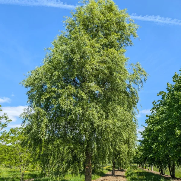 Salix ×sepulcralis 'Chrysocoma' &ndash; Treurwilg