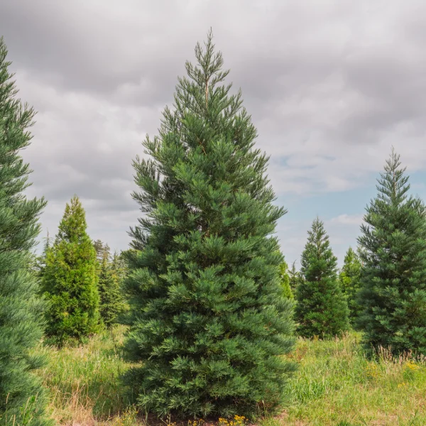 Sequoiadendron gig. 'Healthy Mammoth One' PBR &ndash; Mammoetboom (cv)