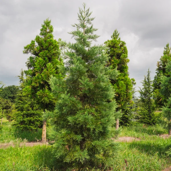 Sequoiadendron gig. 'Healthy Mammoth Three' PBR &ndash; Mammoetboom (cv)