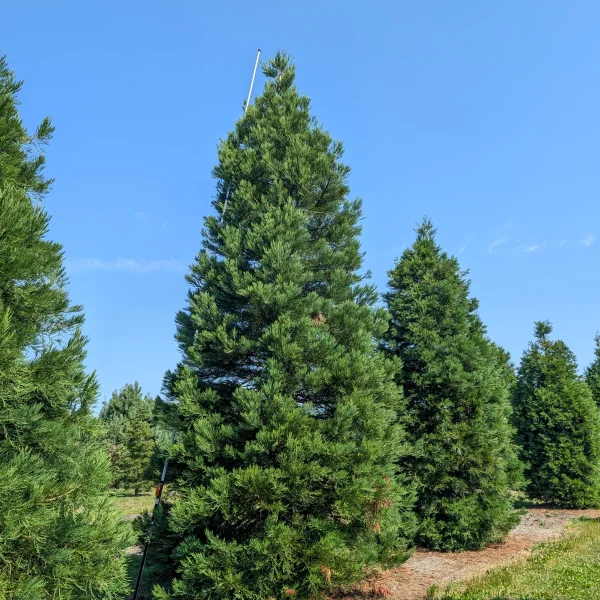 Sequoiadendron giganteum &ndash; Mammoetboom