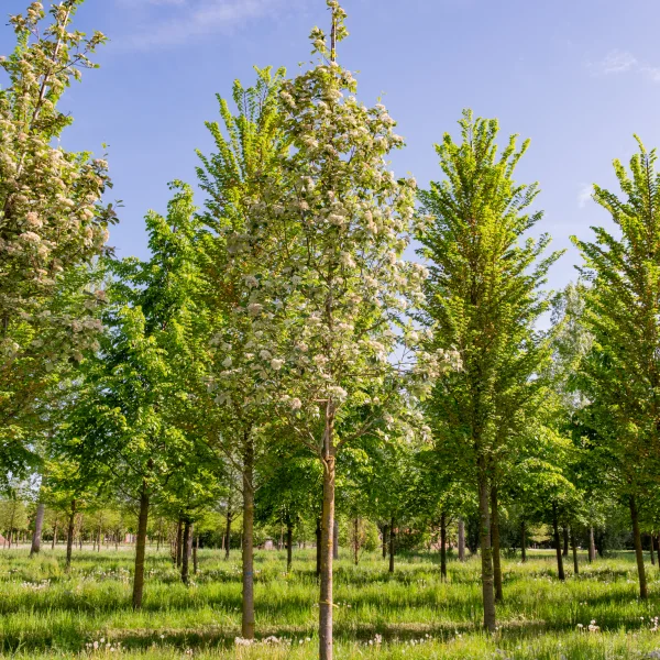 Sorbus aria 'Magnifica' &ndash; Meelbes (cv)