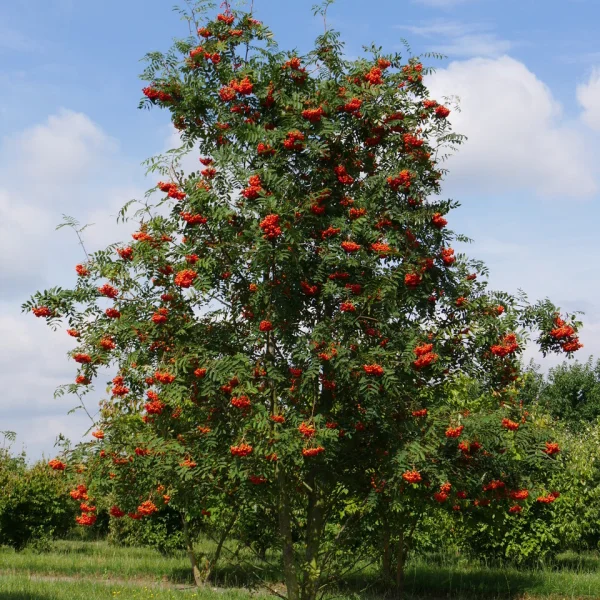 Sorbus aucuparia &ndash; Gewone lijsterbes