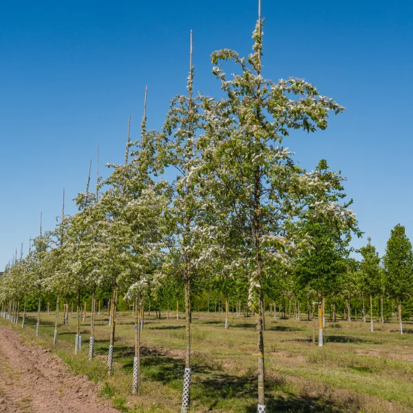 Sorbus folgneri 'Emiel'