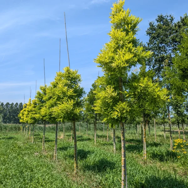 Styphnolobium japonicum 'Gold Standard' &ndash; Honingboom (cv)