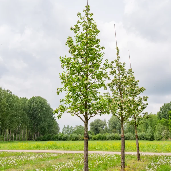 Sorbus latifolia 'Henk Vink' &ndash; Breedbladige meelbes (cv)
