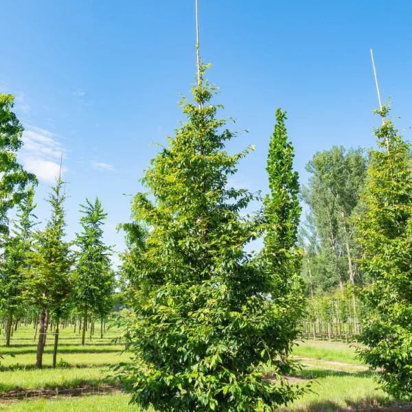 Sycopsis sinensis