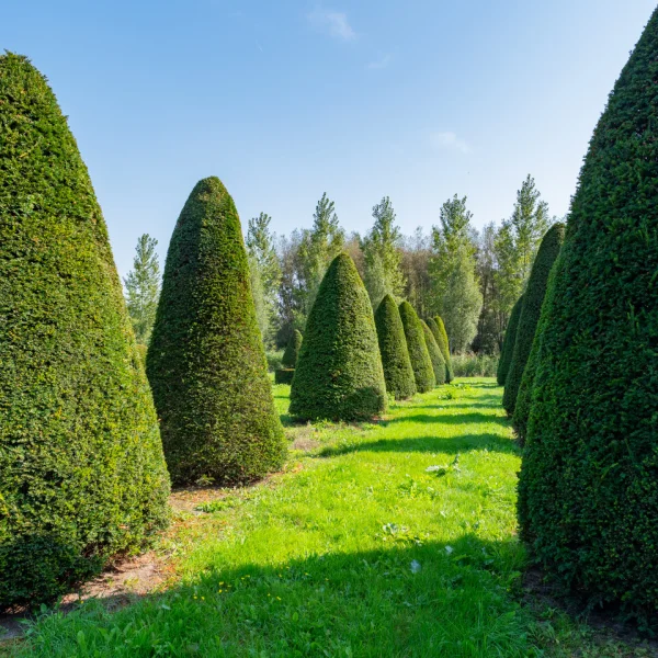 Taxus baccata – Venijnboom, gewone Taxus