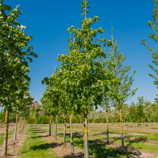Tilia americana 'Moltkei' &ndash; Amerikaanse linde (cv)